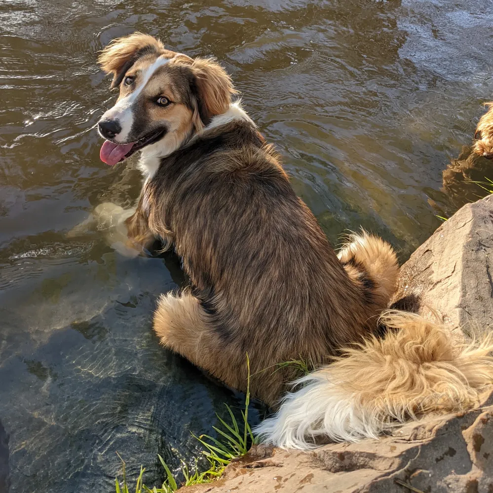 Cookie, Jack's dog, wading in a creek and looking back at the camera
